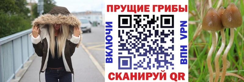 хочу Долгопрудный Псилоцибиновые грибы Magic Shrooms